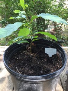 Persimmon for 2019 (4)