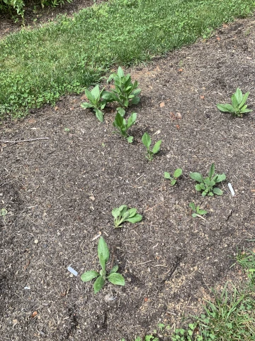 Nicholsnotes Poor Soil and Stunted Rudbeckias