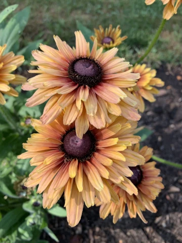 Nicholsnotes Rudbeckia Sahara (2)