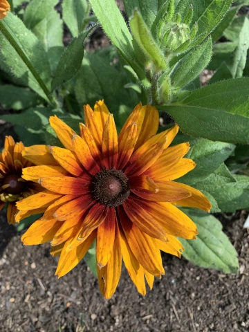 Nicholsnotes Rudbeckia from seed 2025 (2)