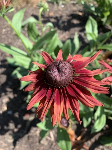 Nicholsnotes Rudbeckia from seed 2025 (4)