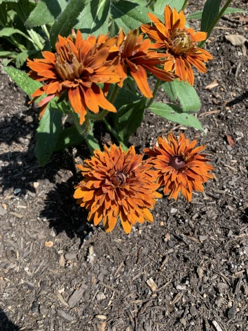 Nicholsnotes Rudbeckia from seed 2025 (5)