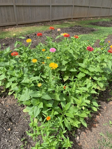 Nicholsnotes Zinnia from Seed 2025 (1)
