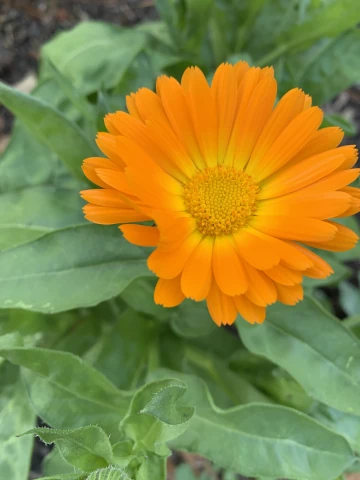 Calendula Fall 2025 (2) God is our hope.