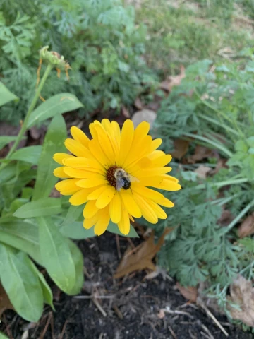 Calendula Fall Photo Bomb 2025 God is our Hope