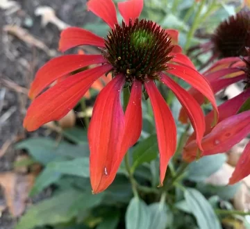 Cheyenne Spirit Coneflower God Is our Hope