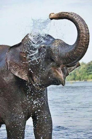 Elephant Showering
