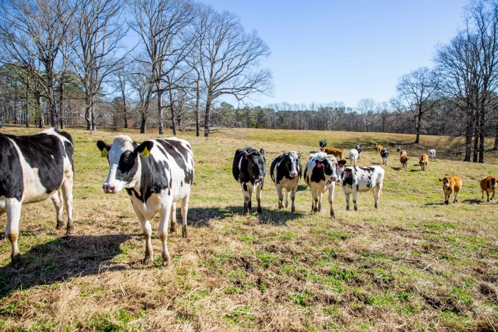 NCSU Howling Cow Cows